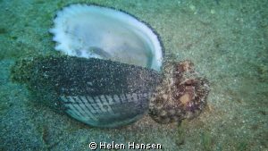 muck diving . shell fish by Helen Hansen 